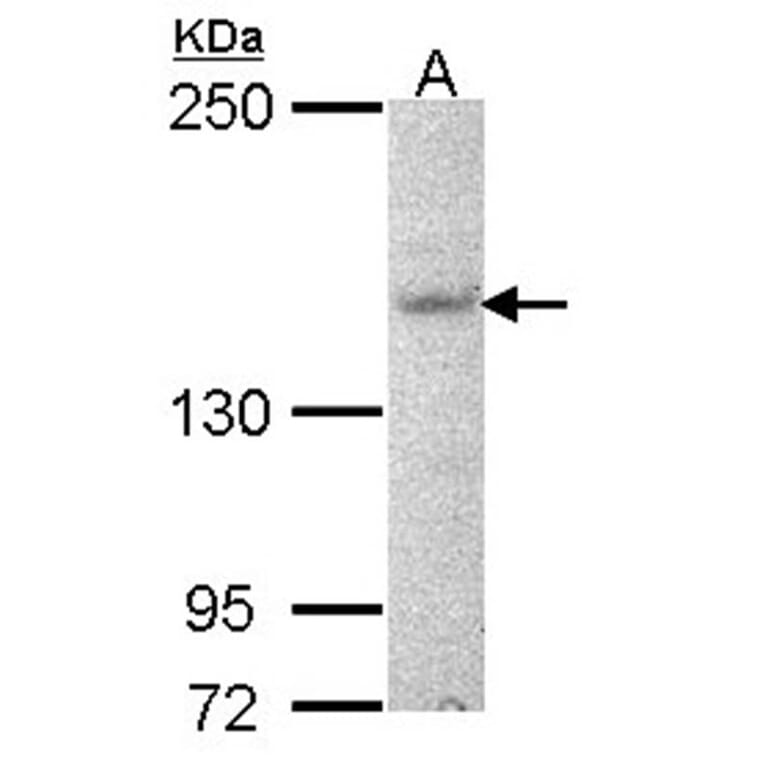 Jouberin antibody from Signalway Antibody (22630) - Antibodies.com