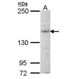 Jouberin antibody from Signalway Antibody (22630) - Antibodies.com