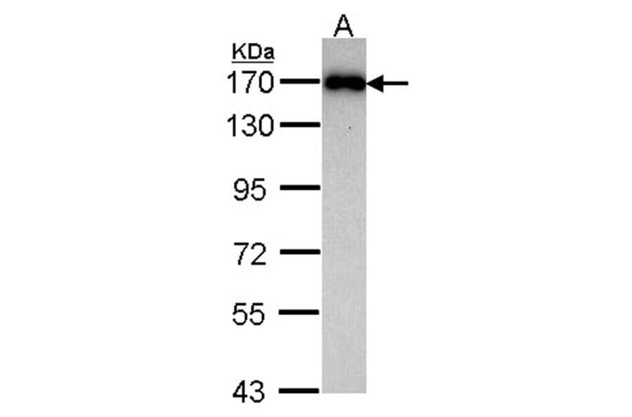 MAGI-2 antibody from Signalway Antibody (22734) - Antibodies.com