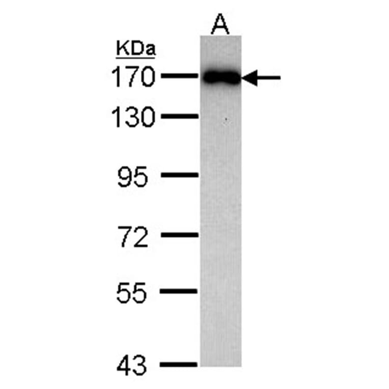 MAGI-2 antibody from Signalway Antibody (22734) - Antibodies.com