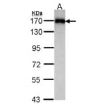 MAGI-2 antibody from Signalway Antibody (22734) - Antibodies.com