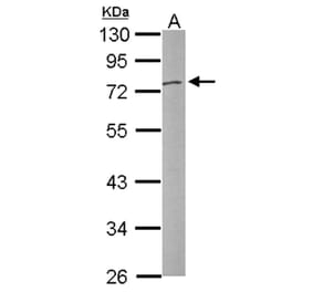 DNASE1L3 antibody from Signalway Antibody (22989) - Antibodies.com