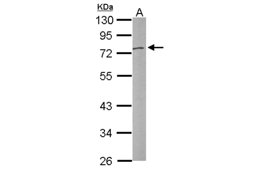 DNASE1L3 antibody from Signalway Antibody (22989) - Antibodies.com