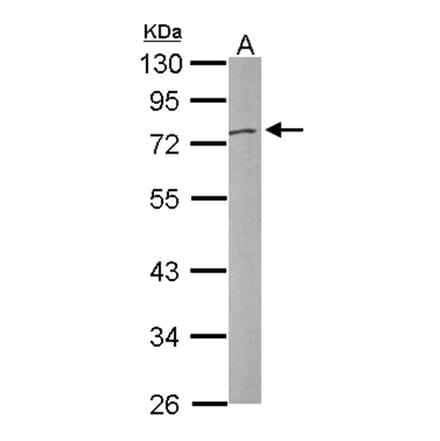 DNASE1L3 antibody from Signalway Antibody (22989) - Antibodies.com