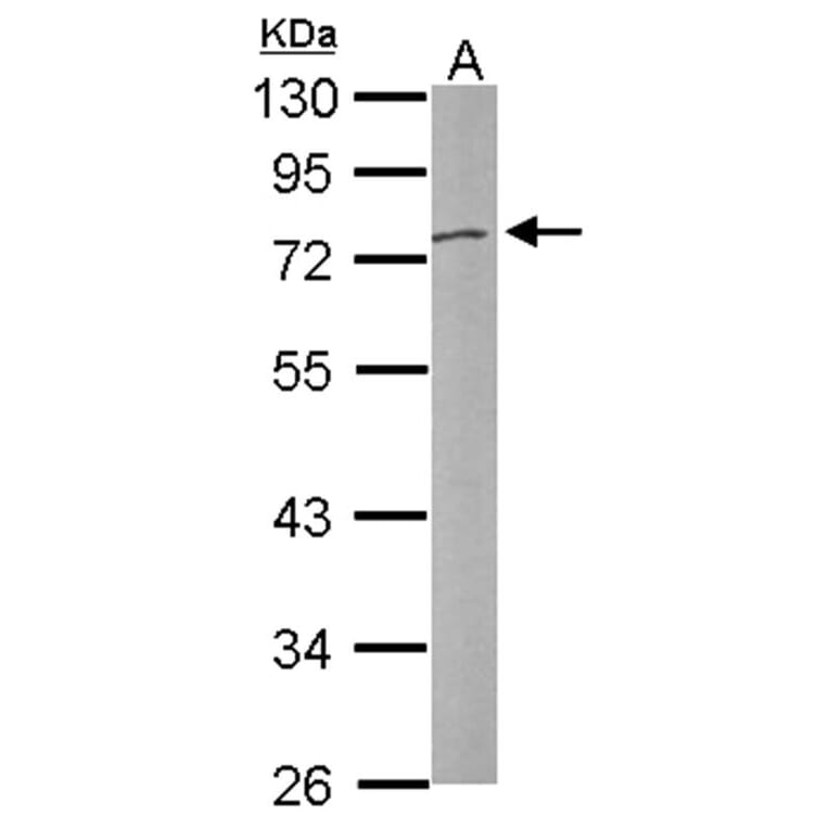 DNASE1L3 antibody from Signalway Antibody (22989) - Antibodies.com