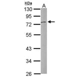DNASE1L3 antibody from Signalway Antibody (22989) - Antibodies.com