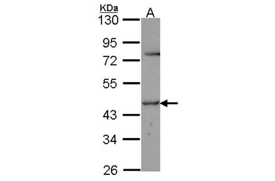 TR Alpha antibody from Signalway Antibody (23074) - Antibodies.com