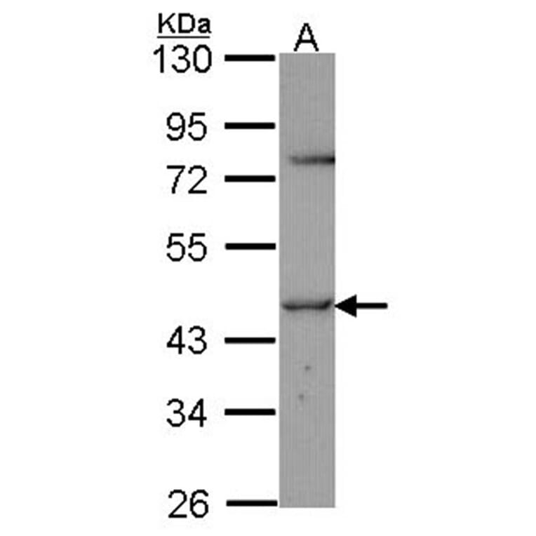 TR Alpha antibody from Signalway Antibody (23074) - Antibodies.com