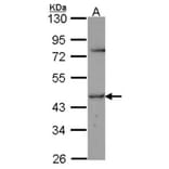 TR Alpha antibody from Signalway Antibody (23074) - Antibodies.com
