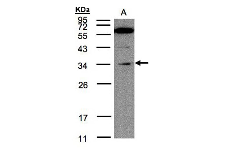 Malectin antibody from Signalway Antibody (23099) - Antibodies.com