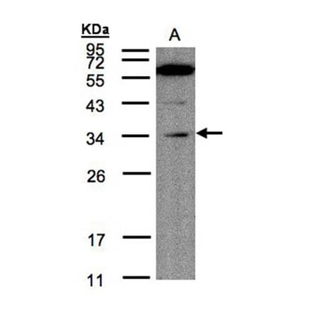 Malectin antibody from Signalway Antibody (23099) - Antibodies.com