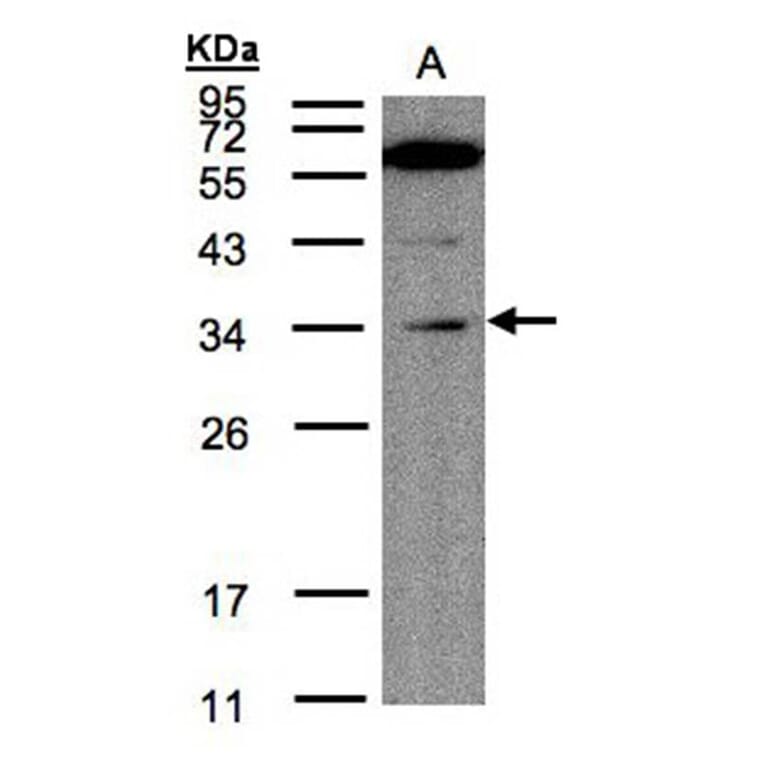 Malectin antibody from Signalway Antibody (23099) - Antibodies.com
