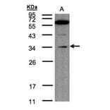Malectin antibody from Signalway Antibody (23099) - Antibodies.com