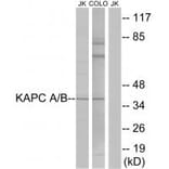 Western blot - KAPC A/B Antibody from Signalway Antibody (33696) - Antibodies.com