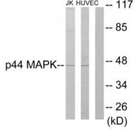 Western blot - p44 MAPK Antibody from Signalway Antibody (33729) - Antibodies.com