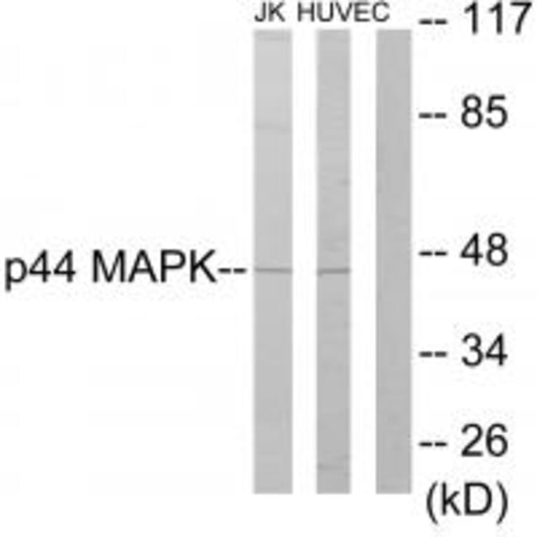 Western blot - p44 MAPK Antibody from Signalway Antibody (33729) - Antibodies.com