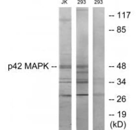 Western blot - p42 MAPK Antibody from Signalway Antibody (33736) - Antibodies.com