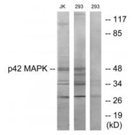 Western blot - p42 MAPK Antibody from Signalway Antibody (33736) - Antibodies.com