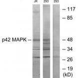 Western blot - p42 MAPK Antibody from Signalway Antibody (33736) - Antibodies.com