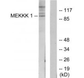 Western blot - MEKKK 1 Antibody from Signalway Antibody (34009) - Antibodies.com
