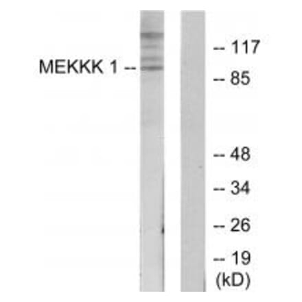 Western blot - MEKKK 1 Antibody from Signalway Antibody (34009) - Antibodies.com