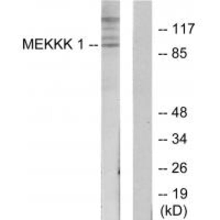 Western blot - MEKKK 1 Antibody from Signalway Antibody (34009) - Antibodies.com