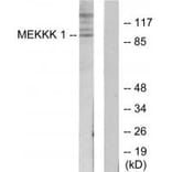 Western blot - MEKKK 1 Antibody from Signalway Antibody (34009) - Antibodies.com