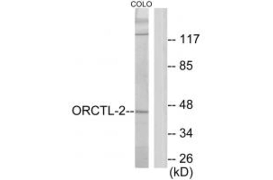 Western blot - ORCTL-2 Antibody from Signalway Antibody (34024) - Antibodies.com