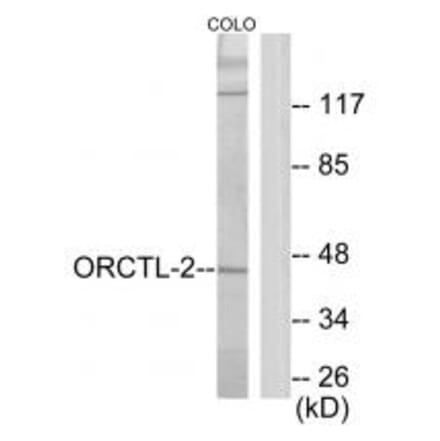 Western blot - ORCTL-2 Antibody from Signalway Antibody (34024) - Antibodies.com