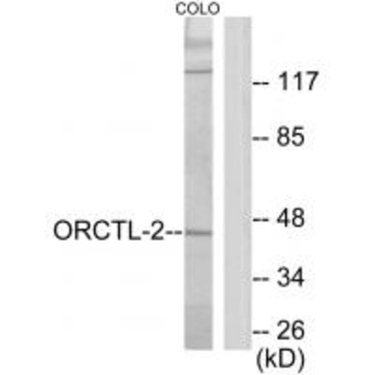 Western blot - ORCTL-2 Antibody from Signalway Antibody (34024) - Antibodies.com