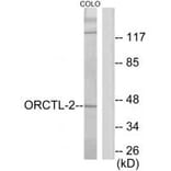 Western blot - ORCTL-2 Antibody from Signalway Antibody (34024) - Antibodies.com