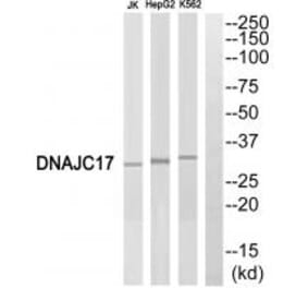 Western blot - DNAJC17 Antibody from Signalway Antibody (34080) - Antibodies.com