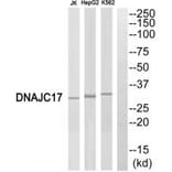 Western blot - DNAJC17 Antibody from Signalway Antibody (34080) - Antibodies.com