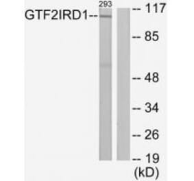 Western blot - GTF2IRD1 Antibody from Signalway Antibody (34106) - Antibodies.com