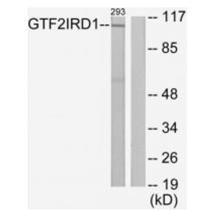 Western blot - GTF2IRD1 Antibody from Signalway Antibody (34106) - Antibodies.com