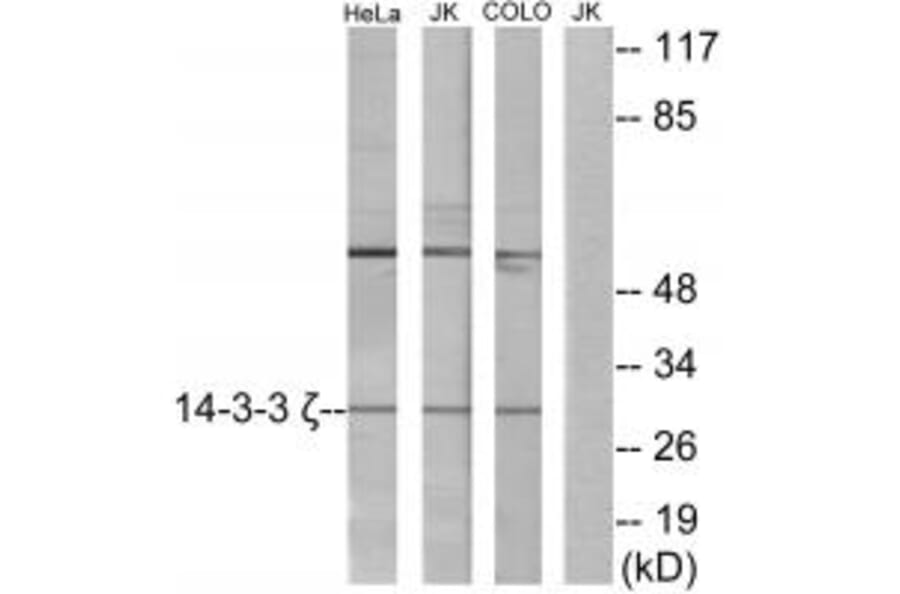 Western blot - 14-3-3 ζ Antibody from Signalway Antibody (34149) - Antibodies.com
