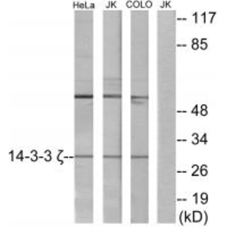 Western blot - 14-3-3 ζ Antibody from Signalway Antibody (34149) - Antibodies.com