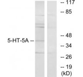 Western blot - 5-HT-5A Antibody from Signalway Antibody (34154) - Antibodies.com