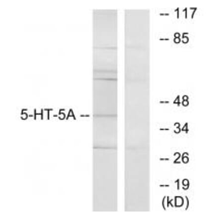 Western blot - 5-HT-5A Antibody from Signalway Antibody (34154) - Antibodies.com