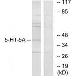 Western blot - 5-HT-5A Antibody from Signalway Antibody (34154) - Antibodies.com