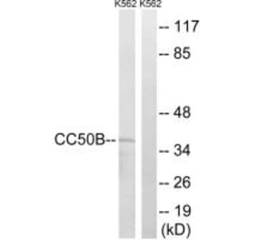 Western blot - TMEM30B Antibody from Signalway Antibody (34185) - Antibodies.com