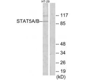 Western blot - STAT5A/B Antibody from Signalway Antibody (34302) - Antibodies.com