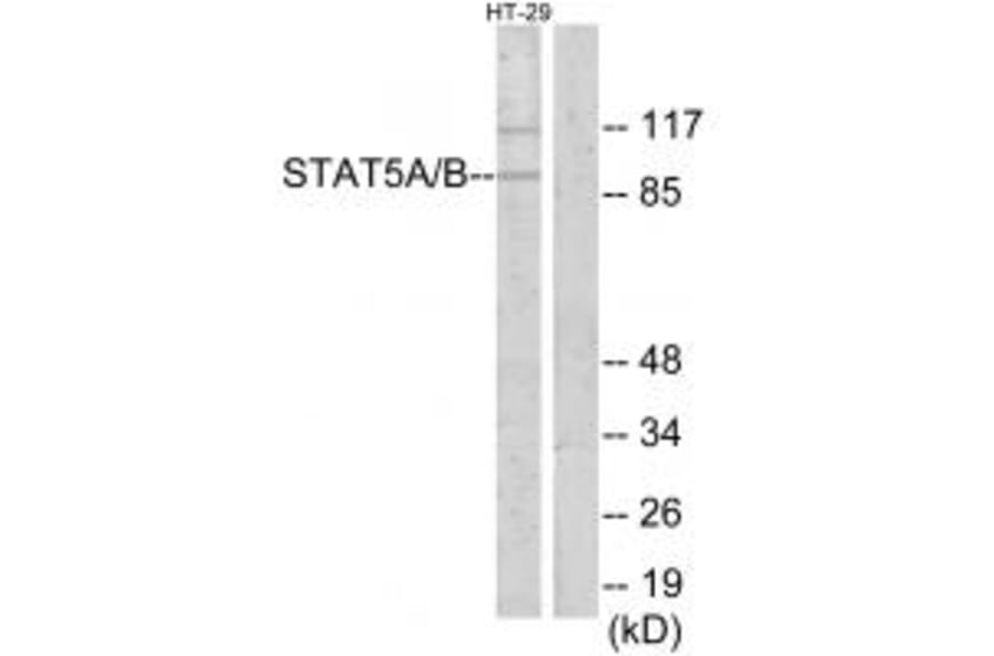 Western blot - STAT5A/B Antibody from Signalway Antibody (34302) - Antibodies.com