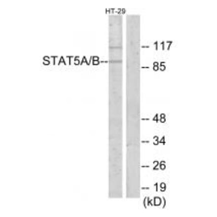 Western blot - STAT5A/B Antibody from Signalway Antibody (34302) - Antibodies.com