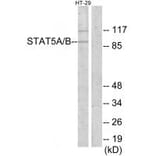 Western blot - STAT5A/B Antibody from Signalway Antibody (34302) - Antibodies.com