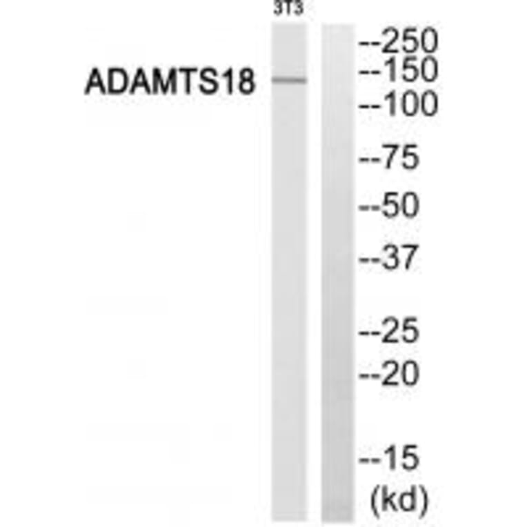 Western blot - ADAMTS18 Antibody from Signalway Antibody (34387) - Antibodies.com