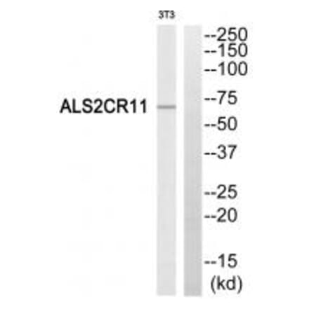 Western blot - ALS2CR11 Antibody from Signalway Antibody (34416) - Antibodies.com