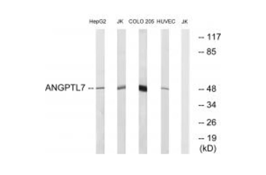 Western blot - ANGPTL7 Antibody from Signalway Antibody (34422) - Antibodies.com