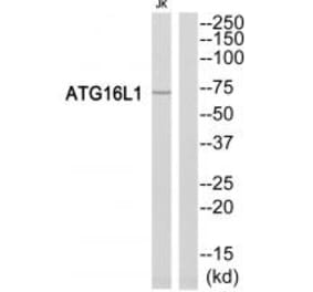 Western blot - ATG16L1 Antibody from Signalway Antibody (34474) - Antibodies.com