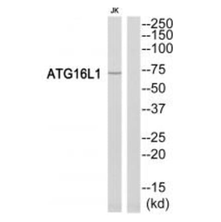 Western blot - ATG16L1 Antibody from Signalway Antibody (34474) - Antibodies.com